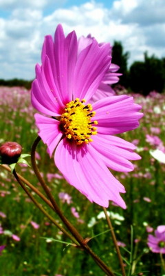 Pink Flower Wallpaper - Download to your mobile from PHONEKY