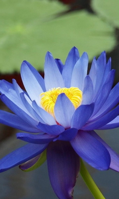 Blue Lily Wallpaper - Download to your mobile from PHONEKY