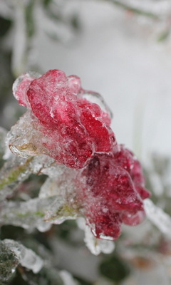 Ice Roses Wallpaper - Download to your mobile from PHONEKY