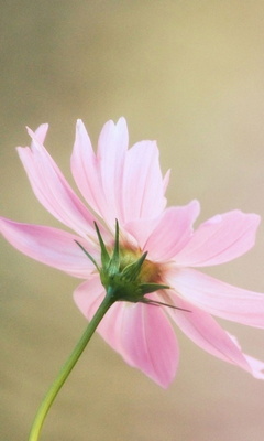 Pink Flower Wallpaper - Download to your mobile from PHONEKY