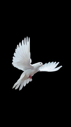 White Dove Wallpaper - Download to your mobile from PHONEKY