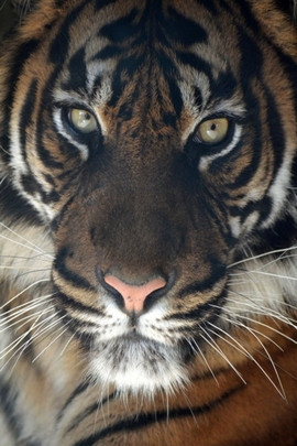 Tiger Tiger