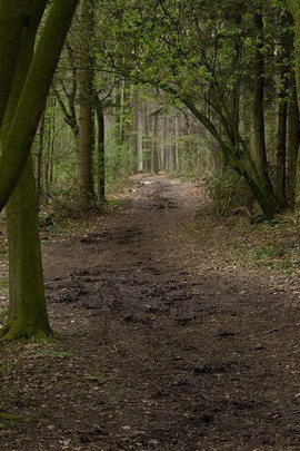 Nature's Pathway: A Journey Through the Forest 🌲🌿