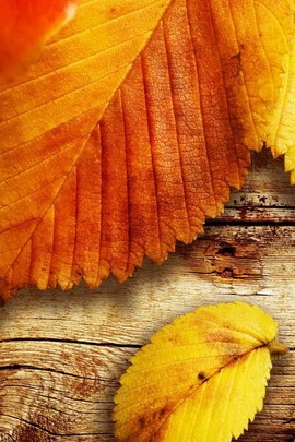 Las hojas de otoño amarillas se cierran encima de la textura de madera