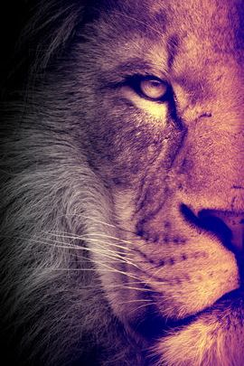 Lion Wallpaper - Download to your mobile from PHONEKY
