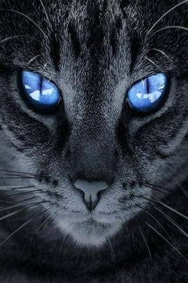 القط مع العين الزرقاء