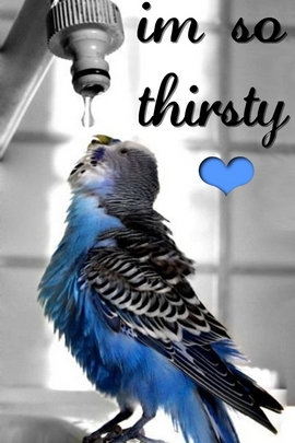 Im Thirsty