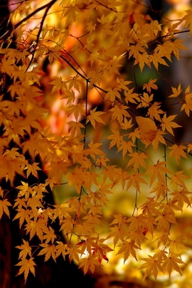 Autumn Leaves Lace