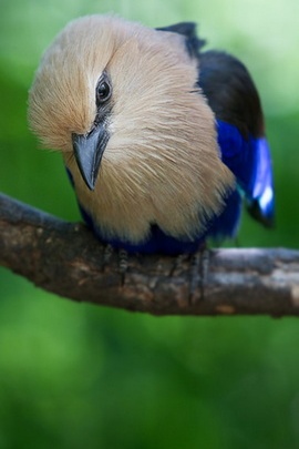 Whispers of Solitude: The Lonely Bird