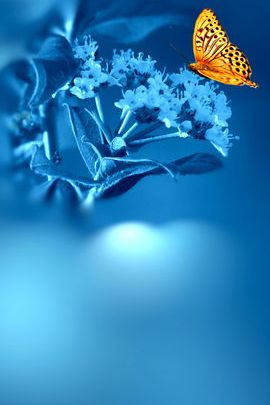 Mariposa dorada
