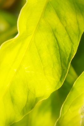 Lush Green Vibes: Sunshinelime Delight 🌿✨