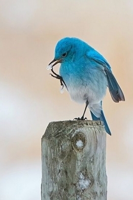 Solitude in Blue: The Lonely Bird