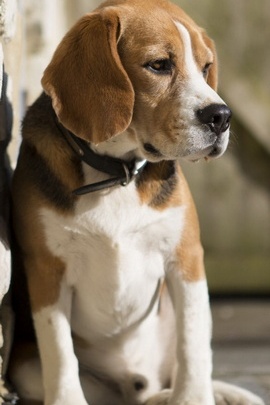 Beagles IPhone 6 Tapete
