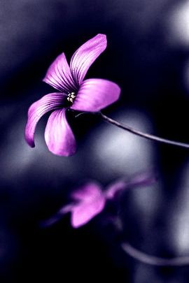 Фіолетові квіти