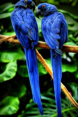Paradise Parrots