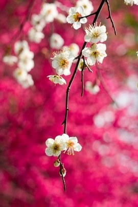 Blossoms of Joy: A Floral Symphony 🌸✨
