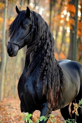 काला घोड़ा