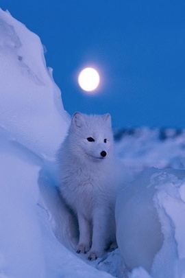 Sự thanh thản dưới ánh trăng: Cái ôm của mùa đông 🌙❄ ️