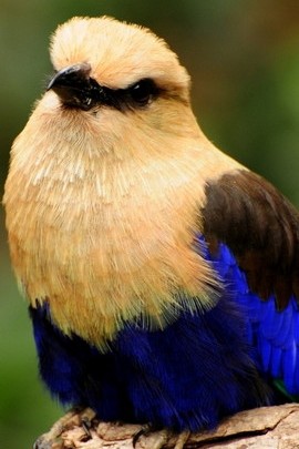 Bird Beautiful Feather