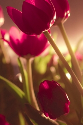 Красивые тюльпаны