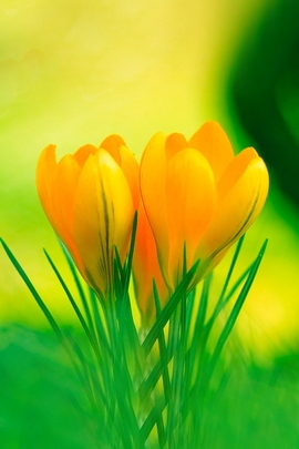 옐로우 크로커스 꽃