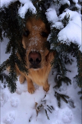 Snowy Dog