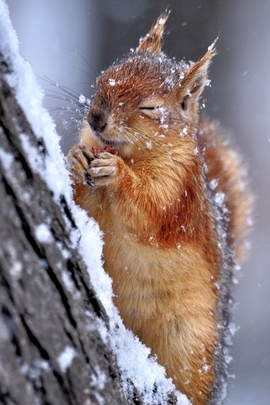 Squirrel And Snow