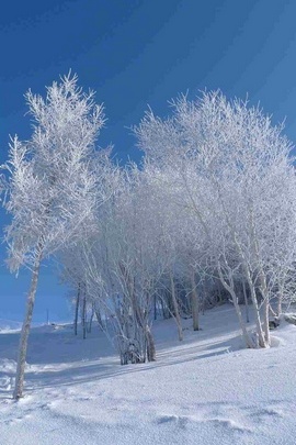 Pure Snowy Tree Field