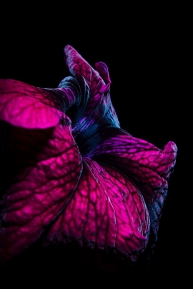 Bunga ungu