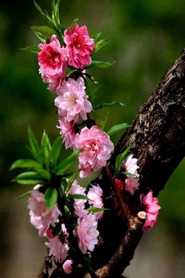 봄 꽃