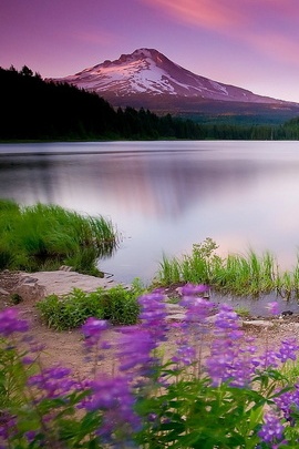 Mountain Lake And Flowers