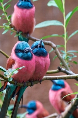 طيور جميلة