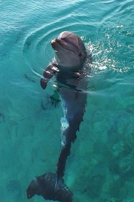Joyful Splash: The Sweet Dolphin