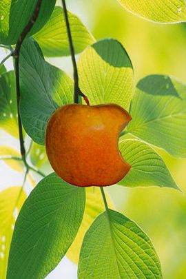 Juicy Delight: The Red Apple 🍏🍎