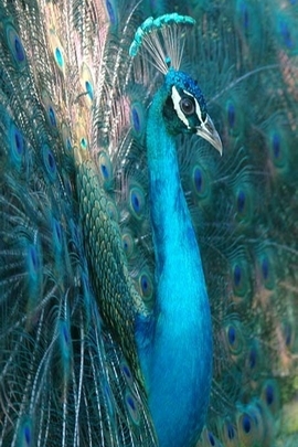 What colors are found on a peacock feather Is there any overlap between  the colors and if so where does it occur on the feather  Quora