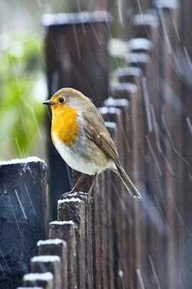 Solitude in the Rain: A Bird's Tale
