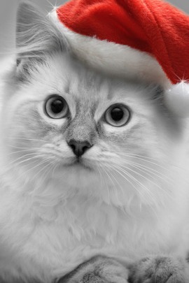 Christmas Kitten