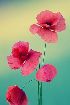 Blossoms of Joy: A Spri..