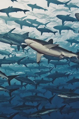 Sea And Sarks