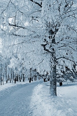 Frozen Serenity: A Winter Wonderland