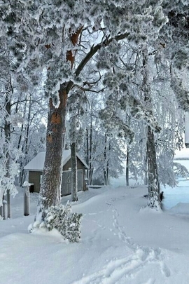 Snows Lanscape