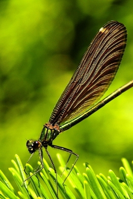 Grünes Blatt-Libellen-Insekt