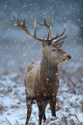 Majestic Winter: A Stag in the Snow ❄️🦌