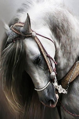खूबसूरत घोड़ा