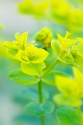 Yellowgreen IPhone5