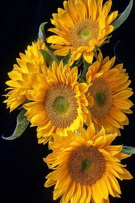 Golden Blooms: A Sunflower Symphony 🌻✨