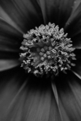 काले और सफेद फूल
