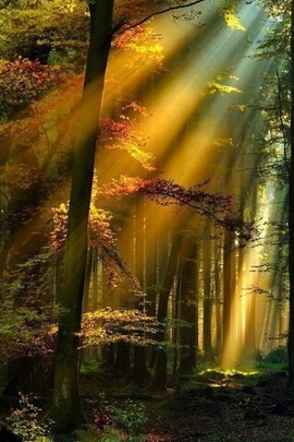 Sự thanh thản ngập tràn ánh nắng: Cái nhìn thoáng qua về sự bao bọc của thiên nhiên 🌲✨