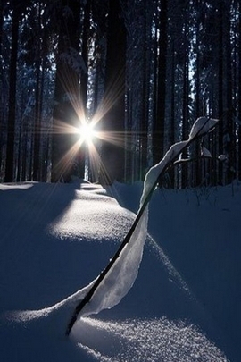 Snowy Night