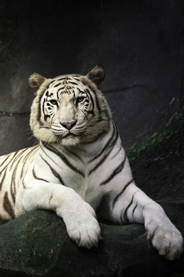Tapeta atrakcyjny biały tygrys iphone 6